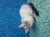 Chatons Ragdoll LOOF, mère grande Championne Internationale Ragdoll