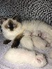Des Perles De Safre - Les premiers chatons ragdolls 2023 ont pointé leurs petites truffes 