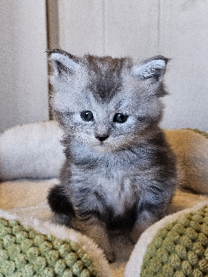 Du Maineoflandes - Chaton disponible  - Maine Coon
