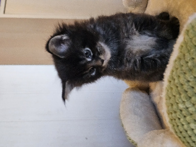Du Maineoflandes - Chaton disponible  - Maine Coon