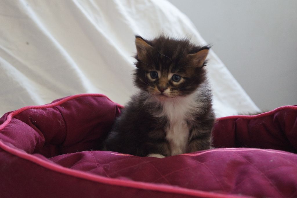 De La Chatounière - des chatons maine coon sont nés le 22 février 2018