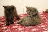 Koum - Nouvelles photos des chatons