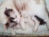 De La Blanche Iroise - Portée,  naissances ce 04 août chatons Ragdoll à réserver 