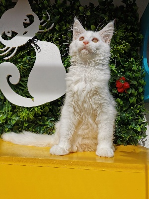 D'Astaroth - Chaton disponible  - Maine Coon