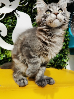 D'Astaroth - Chaton disponible  - Maine Coon