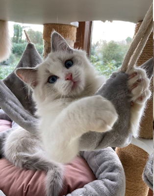 Du Clos Des Hallates - Chaton disponible  - Ragdoll