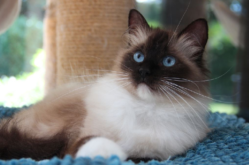 chaton Ragdoll Du Clos Des Hallates