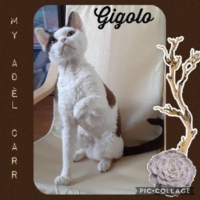 Gigolo von walant-cats