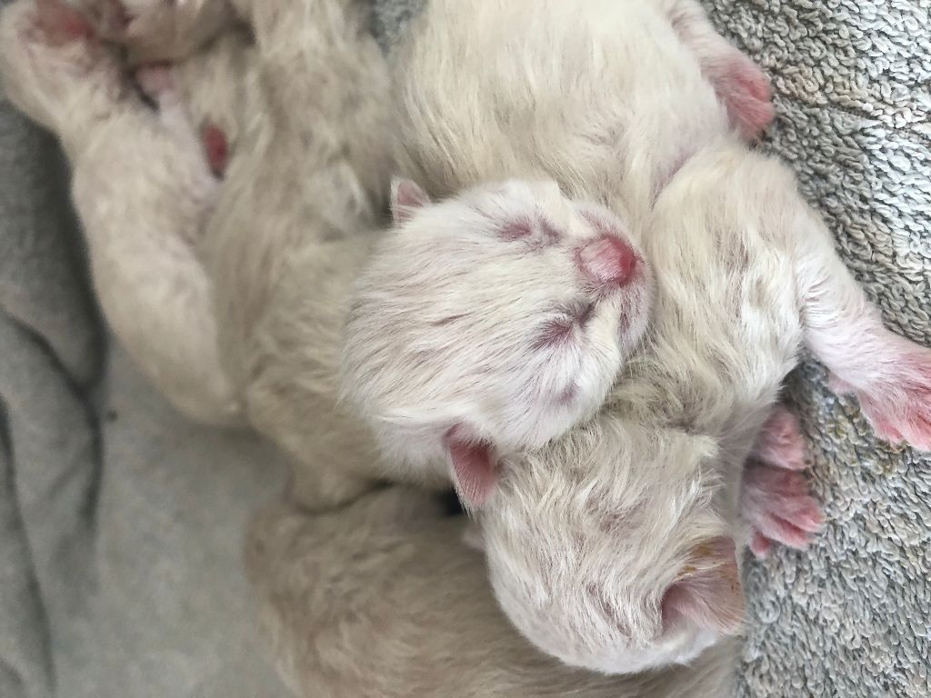 Des Veloutiers - naissance de 8 chatons ...