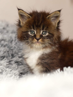 Of Wild Kingdom - Chaton disponible  - Maine Coon
