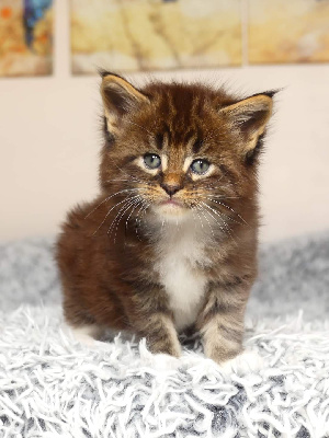 Of Wild Kingdom - Chaton disponible  - Maine Coon