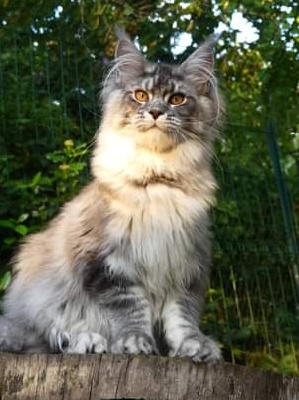 SILVER STAR - Maine Coon