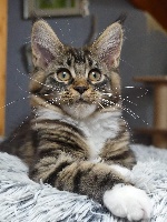 PRUDENCE - Maine Coon