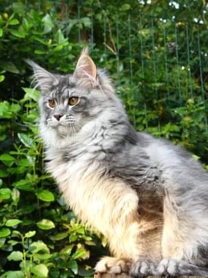 SILVER STAR - Maine Coon