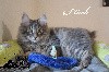 Des Kurilians Breizh - Chatons disponibles