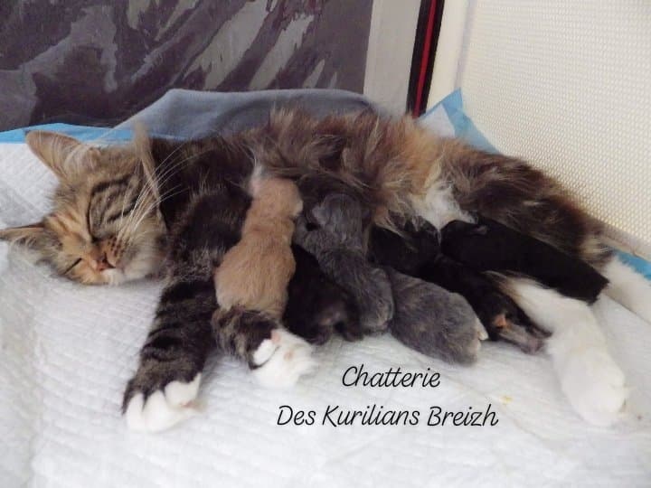 chaton Kurilian Bobtail poil court et poil long Des Kurilians Breizh