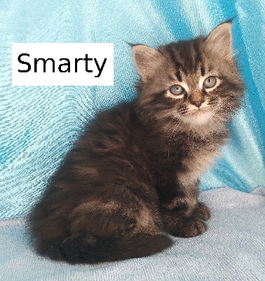 SMARTY