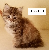 PAPOUILLE