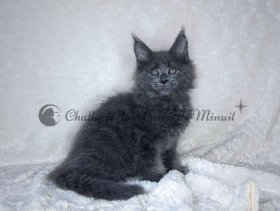 Des Lunes De Minuit - Chaton disponible  - Maine Coon