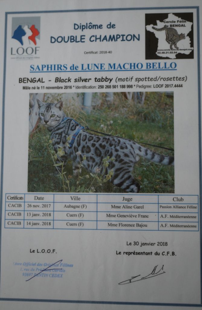 Félis Safari - MACHO est DOUBLE CHAMPION