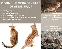 Oona D'Hemera-Bengals