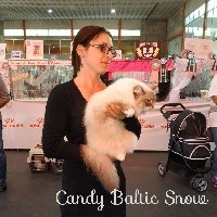 CH. Candy baltic snow