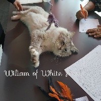CH. Wiliam of white frost