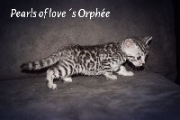 Pearls Of Love´s - Chaton disponible  - Bengal