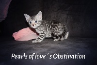 Pearls Of Love´s - Chaton disponible  - Bengal