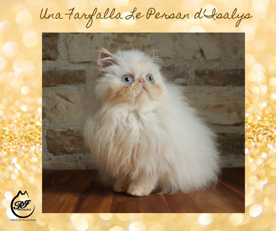 Le Persan D'Isalys - 2023 nos chatons sont disponibles à réservation 