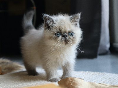 Le Persan D'Isalys - Chaton disponible  - Persan