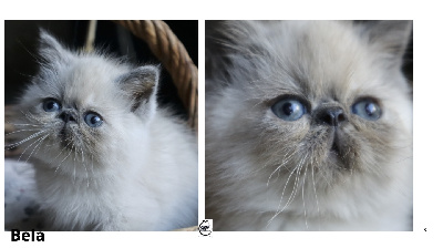 Le Persan D'Isalys - Chaton disponible  - Persan