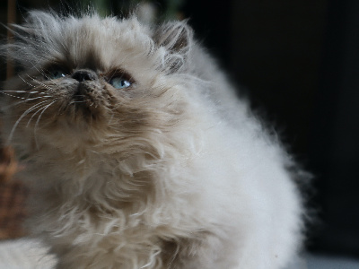Le Persan D'Isalys - Chaton disponible  - Persan