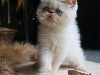 Persan