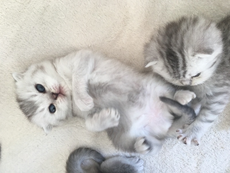 chaton Scottish Fold De La Brocante