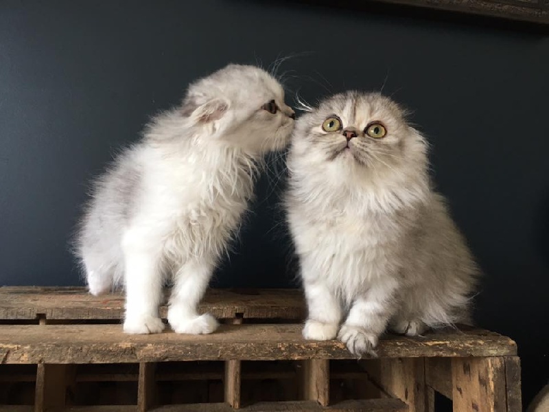 chaton Scottish Fold De La Brocante