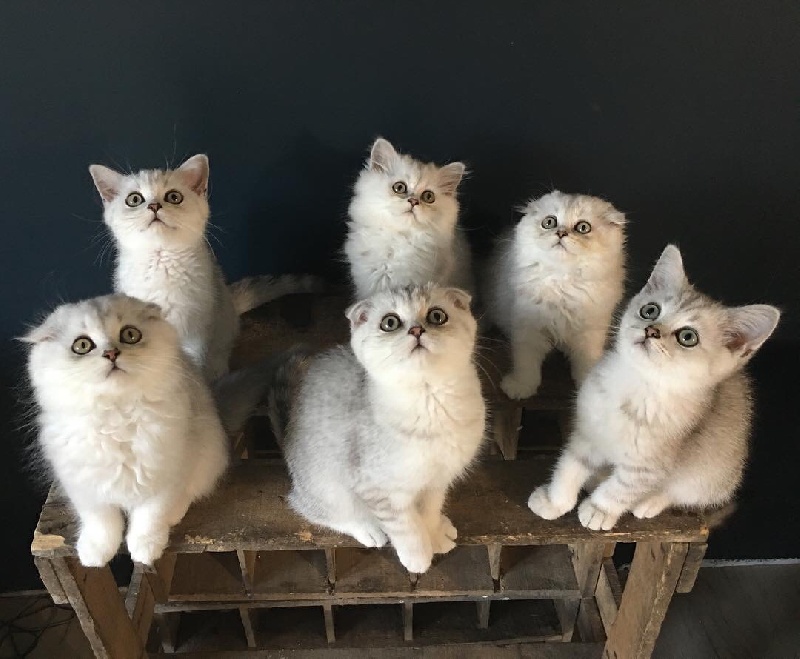 chaton Scottish Fold De La Brocante