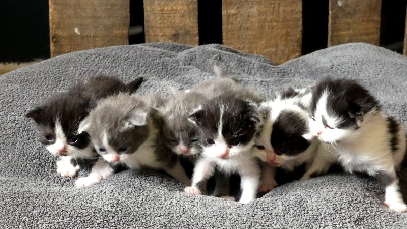 chaton Scottish Fold De La Brocante