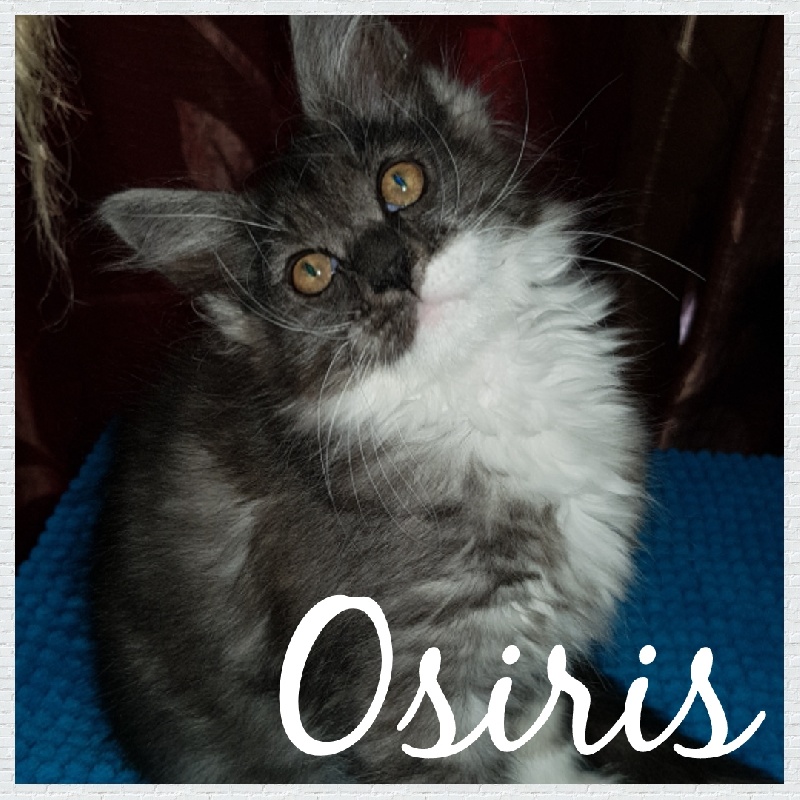 OSIRIS - 