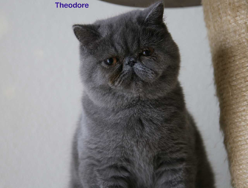 Theodore - 