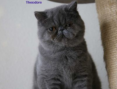 Of Tdk's Dream - Chaton disponible  - Exotic Shorthair