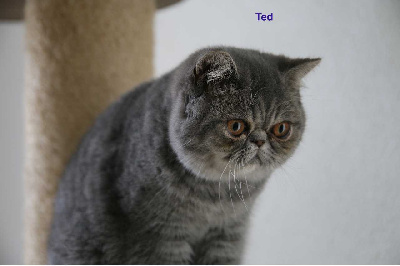 Ted - Exotic Shorthair