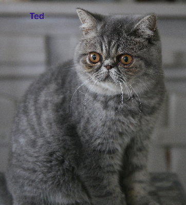 Of Tdk's Dream - Chaton disponible  - Exotic Shorthair