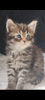 Of Hearts Of Coons - Chaton disponible  - Maine Coon