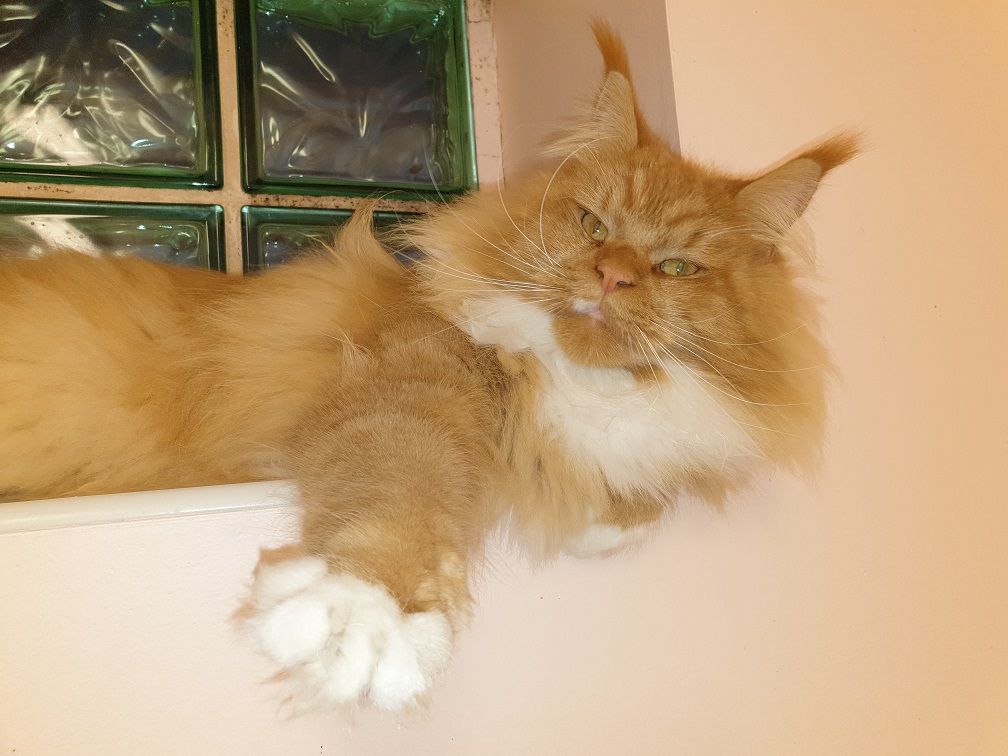 Of Cats Farm - Chatons MAINE COON