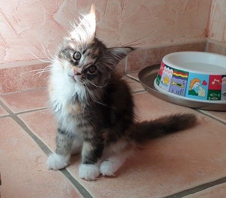 Of Cats Farm - Chatons Maine Coon