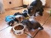 Of Cats Farm - Chatons maine coon bientot disponibles