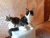 Of Cats Farm - Chatons Maine Coon