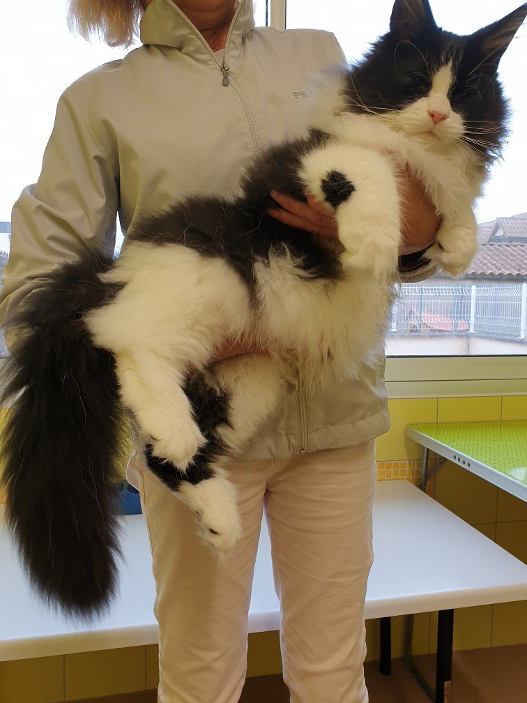 Of Cats Farm - Un chaton Maine Coon taille XXL