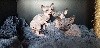 Art Déco Cat's - Magnifique chatons sphynx 